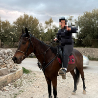 Cavalla baia femmina