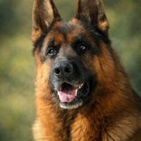 Pastore tedesco maschio