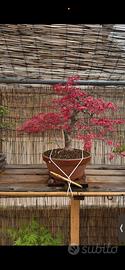 Bonsai acero deshojo (VENDUTO)