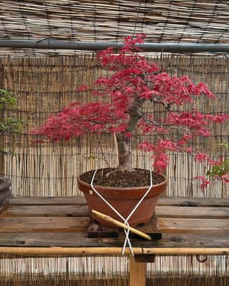 Bonsai acero deshojo (VENDUTO)