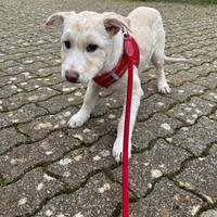 Cucciola 4 mesi taglia media