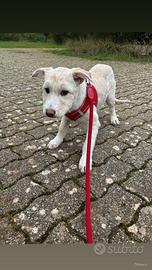 Cucciola 4 mesi taglia media