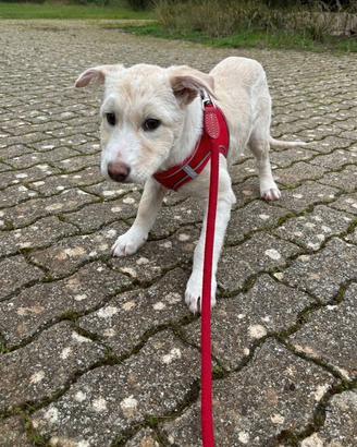 Cucciola 4 mesi taglia media