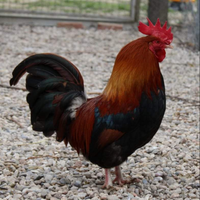 Mugellese collo arancio