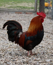 Mugellese collo arancio