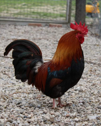 Mugellese collo arancio