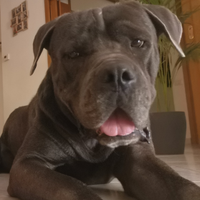 Cane corso grigio