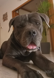 Cane corso grigio