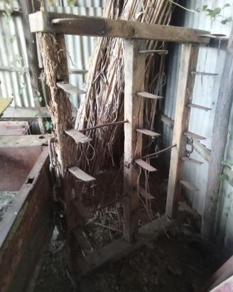 ERPICE ANTICO IN LEGNO DA ESPOSIZIONE