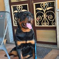 Rottweiler disponibile