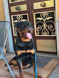 Rottweiler disponibile