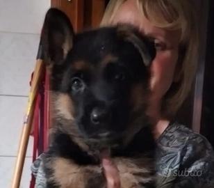 Cuccioli di pastore tedesco
