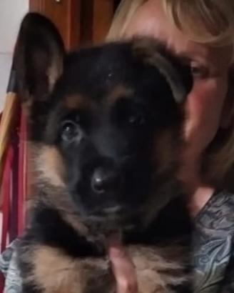 Cuccioli di pastore tedesco