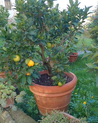 Piante di limoni