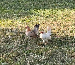 Gallina Serama