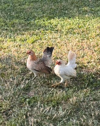 Gallina Serama