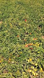 Gestore per tenuta agricola