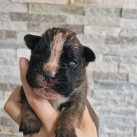Boxer cuccioli con pedigree