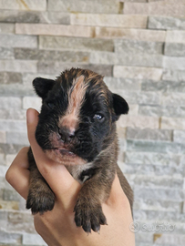 Boxer cuccioli con pedigree