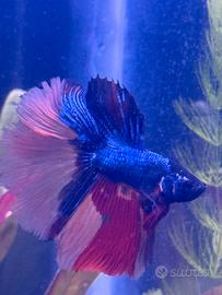 Betta blue black koi rose tail