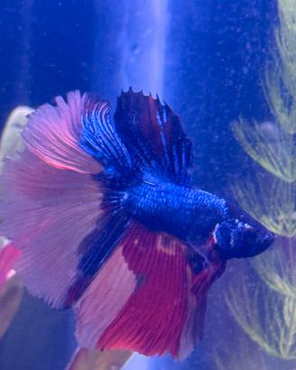 Betta blue black koi rose tail