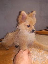 Volpini cuccioli