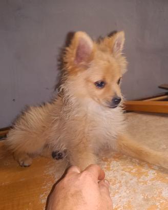 Volpini cuccioli