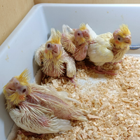 Pulli di pappagalli calopsite allevati a mano