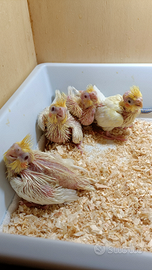 Pulli di pappagalli calopsite allevati a mano