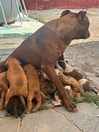 Cuccioli phibull