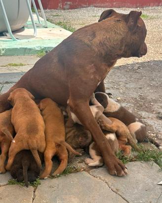 Cuccioli phibull