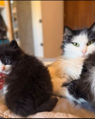 Missi e Coco
