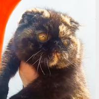 Exotic shorthair fold fem