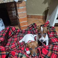 Jack russell vaccinati