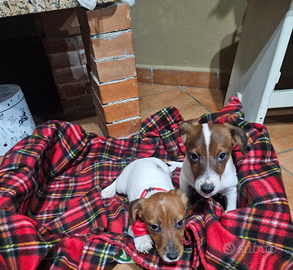 Jack russell vaccinati