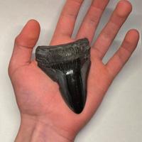 Dente fossile di Megalodonte Nero, super Raro