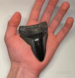 Dente fossile di Megalodonte Nero, super Raro