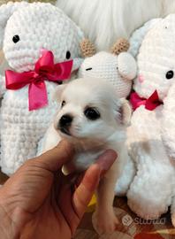 Chihuahua pedigree Enci
