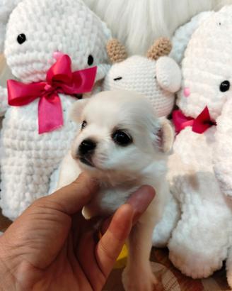 Chihuahua pedigree Enci
