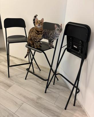 SET Sgabelli lieghevoli IKEA - Gatti non compresi