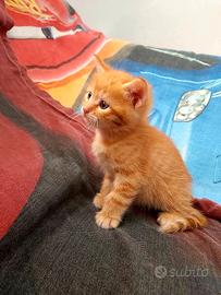Gattino rosso