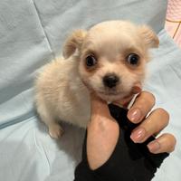 Chihuahua pelo lungo