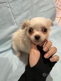 Chihuahua pelo lungo