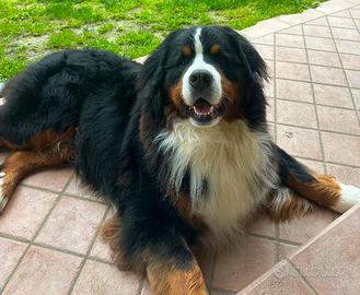 Monta-Maschio Bovaro del Bernese con Pedigree ENCI
