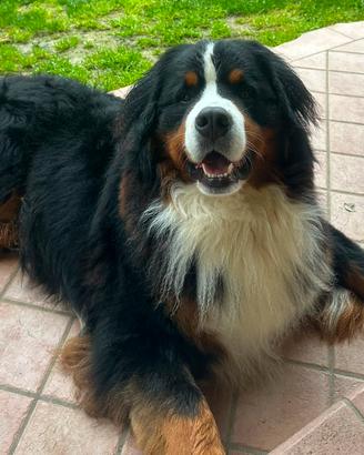 Monta-Maschio Bovaro del Bernese con Pedigree ENCI