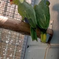 Coppia pappagalli amazzoni f. rossa