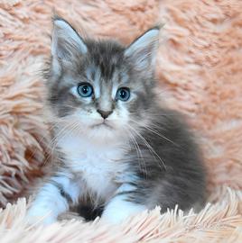 Cucciolo Maine coon