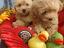Immagine 4
