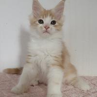 Maine coon cucciole con pedigree