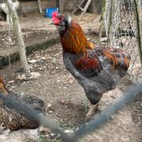 Gallo araucana
